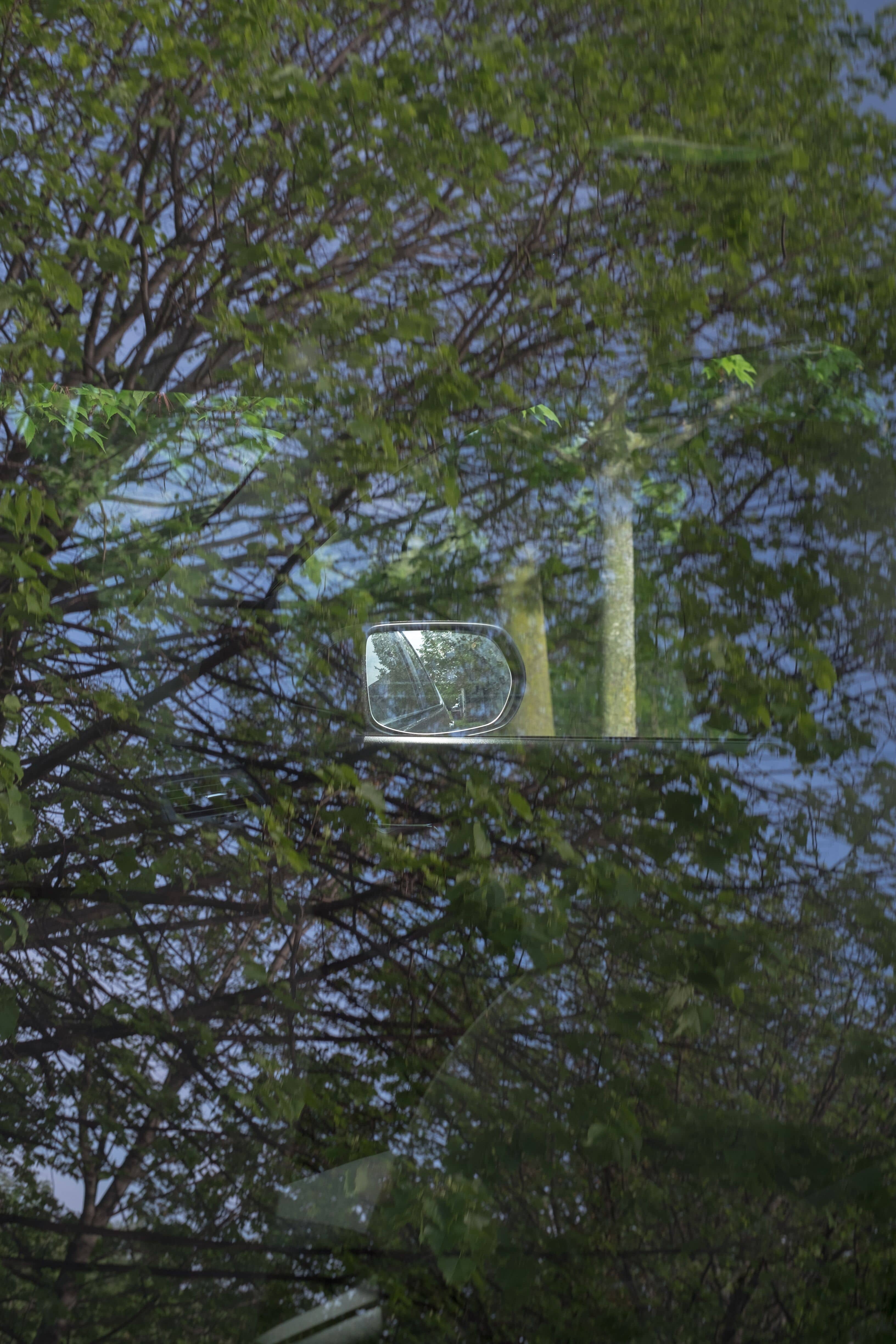 car mirror and branches
