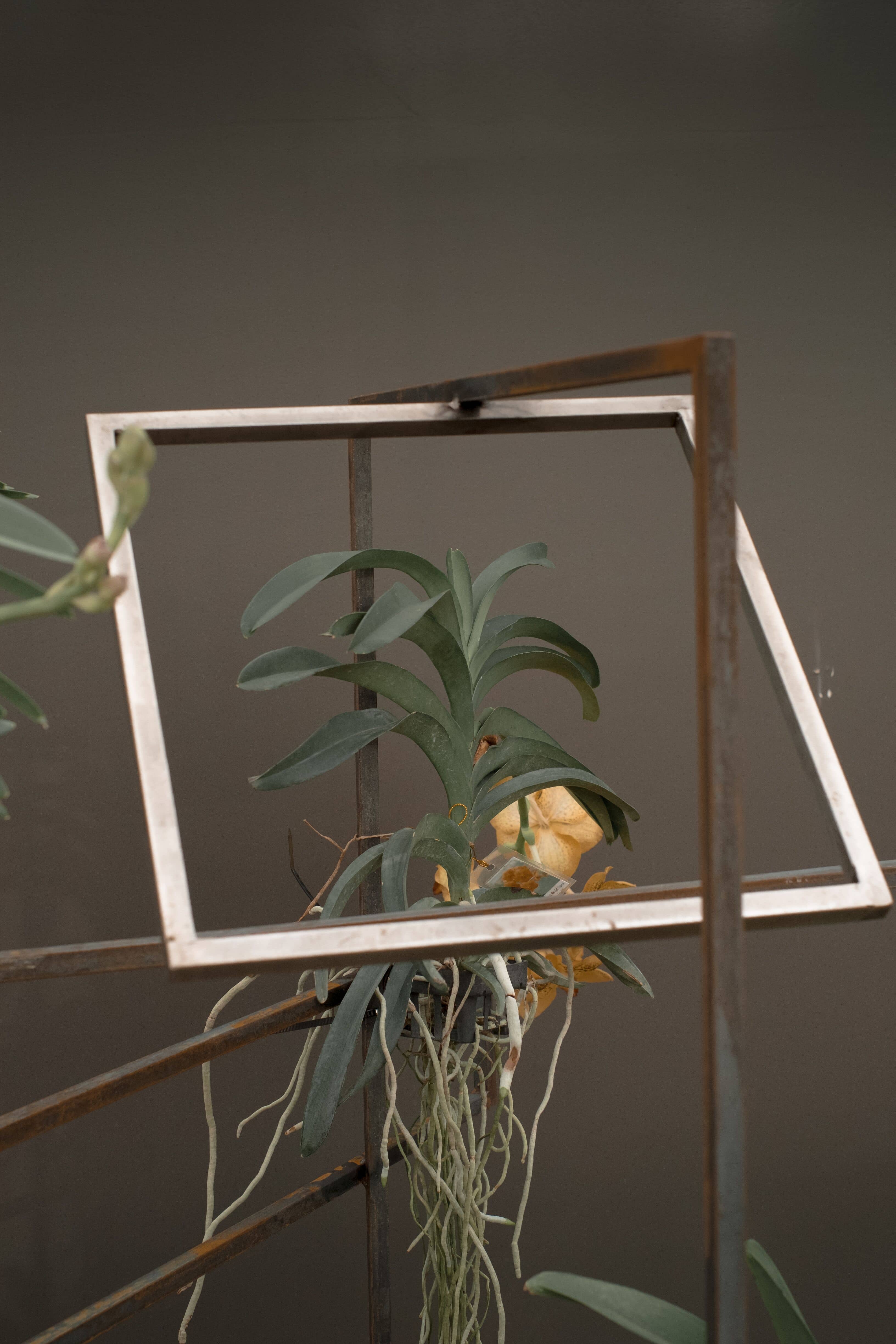 a plant in a metal frame